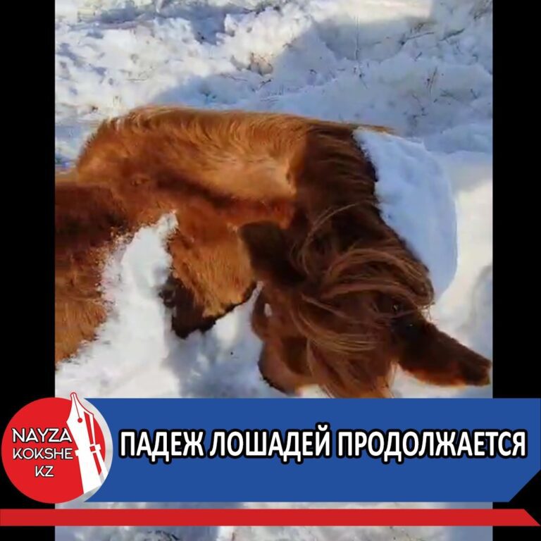 ПАДЕЖ ЛОШАДЕЙ ПРОДОЛЖАЕТСЯ