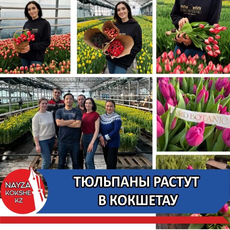 ТЮЛЬПАНЫ РАСТУТ В КОКШЕТАУ