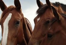 Скотокрада, подозреваемого в хищении лошадей на 8,5 миллионов тенге, задержали в Акмолинской области.