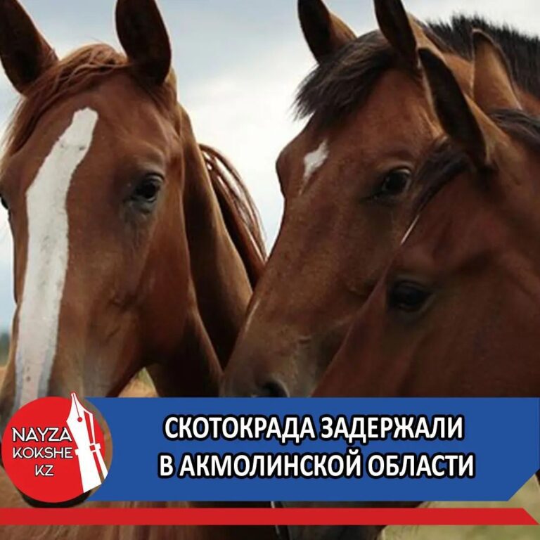 Скотокрада, подозреваемого в хищении лошадей на 8,5 миллионов тенге, задержали в Акмолинской области.