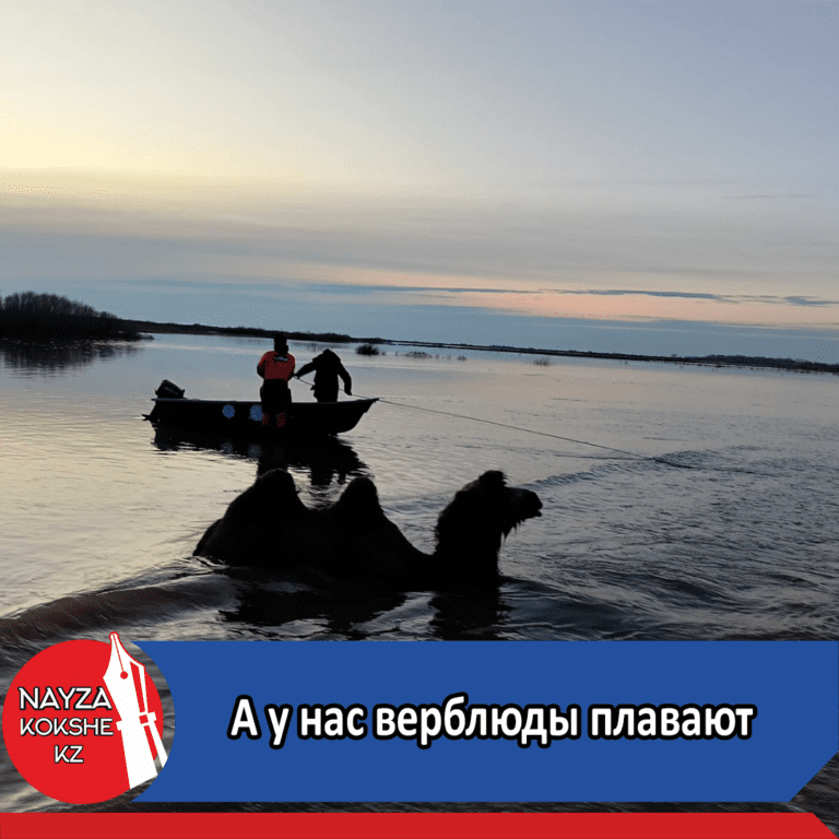 А у нас верблюды плавают