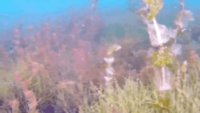 Видео: как выглядит озеро под водой в Бурабае