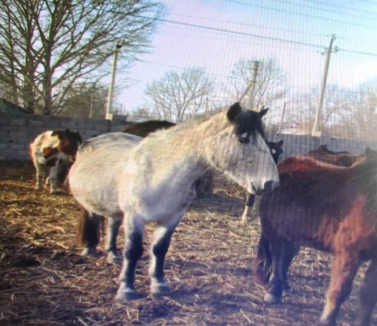 ОПМ «Скотокрад»: полицейские нашли и вернули пропавших лошадей